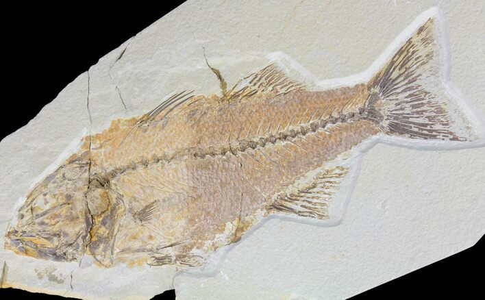 Bargain, Mioplosus Fossil Fish - Uncommon Species #85529